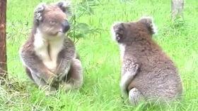 娱乐吃瓜酱考拉打架